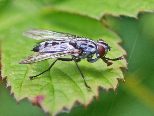 Réf. 346 451 : Macronychia striginervis